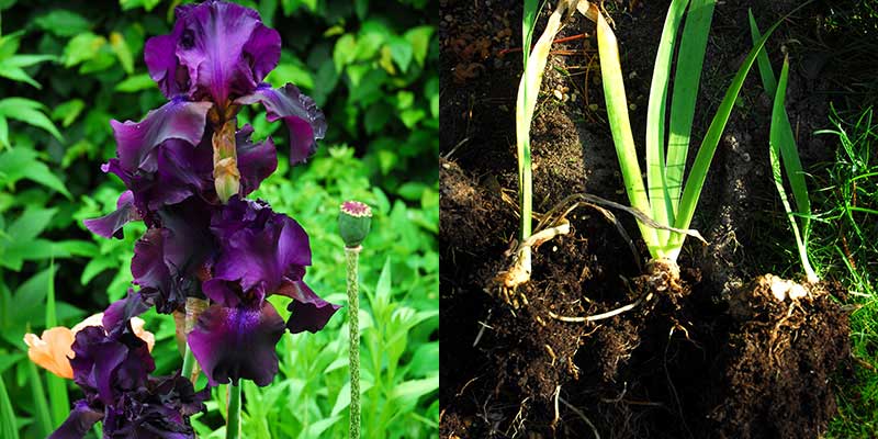 Iris som förökas genom delning av rhizom Iris som förökas genom delning av rhizom